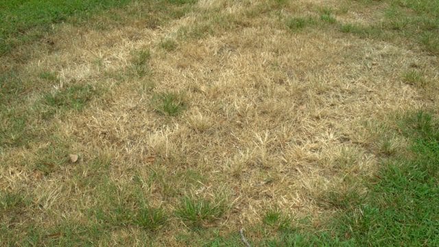 photo of brown grass