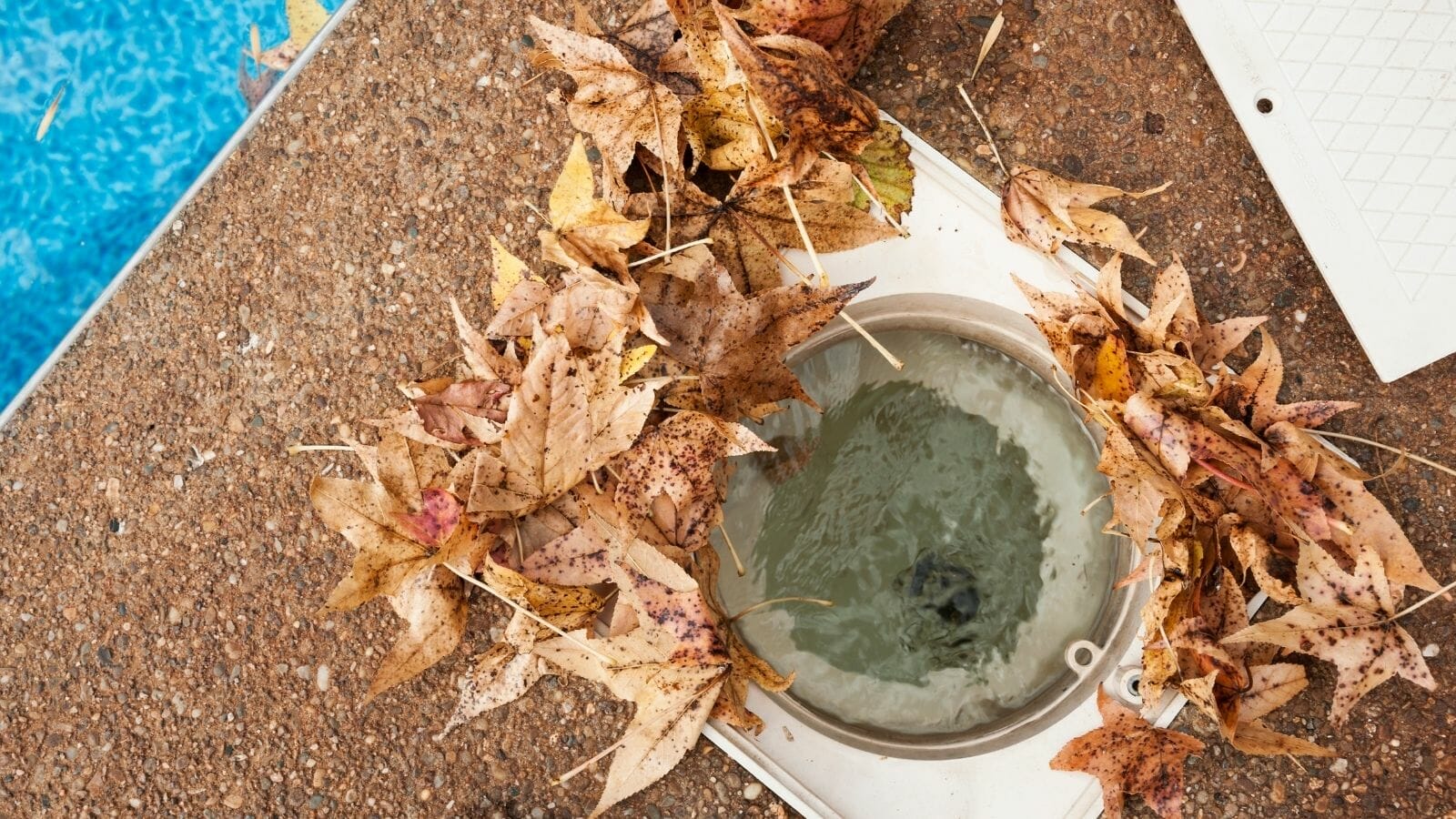 photo of skimmer with leaves